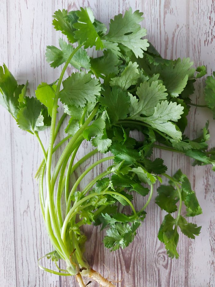 Fresh bundle of coriander placed on a rustic wooden background, perfect for culinary use.